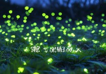 燕云十六声萤火技能