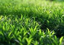 植物大战僵尸猕猴桃