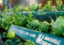 植物大战僵尸 存档位置在哪里？